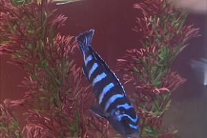 Demasoni Mbuna Thumbnail