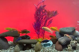 My Cichlid Aquarium on Nov 26, 2020