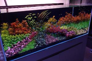 90 Gallon Custom on Nov 27, 2020