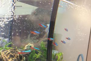 Neon tetras Thumbnail