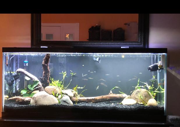 55 gallon on Nov 28, 2020