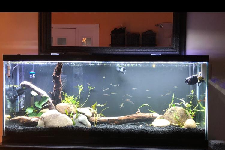 55 gallon Thumbnail