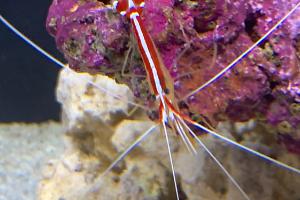 Scarlet Skunk Cleaner Shrimp Thumbnail