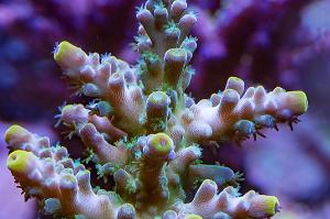 Yellow Tenuis Acropora Thumbnail