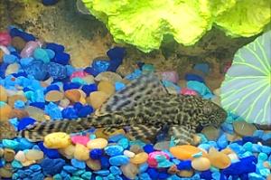 Pleco Thumbnail