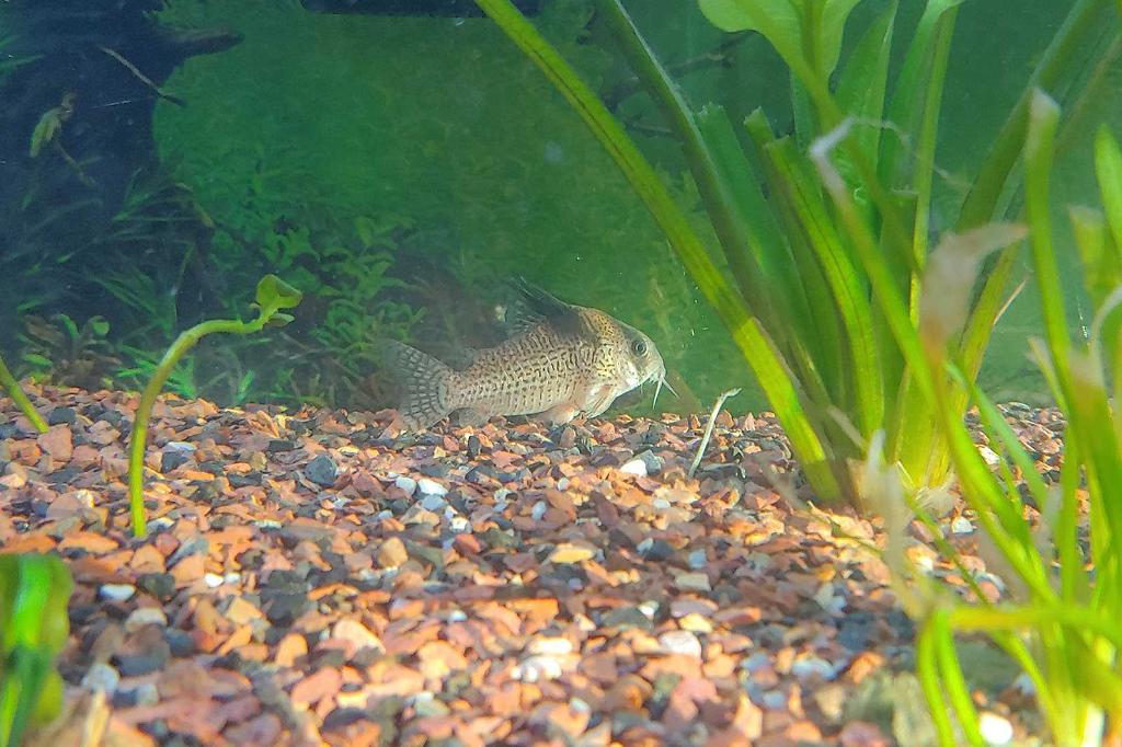 Spotted Cory / Corydoras brevirostris 150