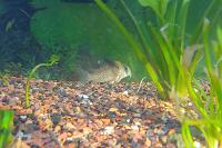 corydoras Thumbnail