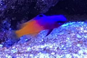 Royal gramma basslet Thumbnail