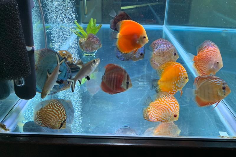 Discus Tank Thumbnail