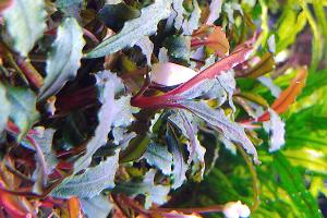 Bucephalandra Sp.