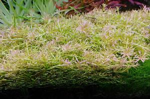 Rotala mexicana 'goias'