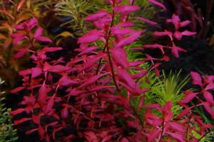 Ludwigia sp. Red