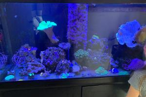 My Aquarium on Nov 30, 2020