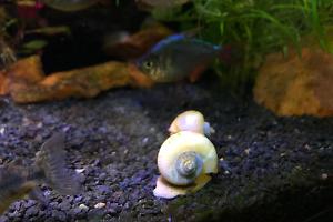 Mystery Snail Thumbnail