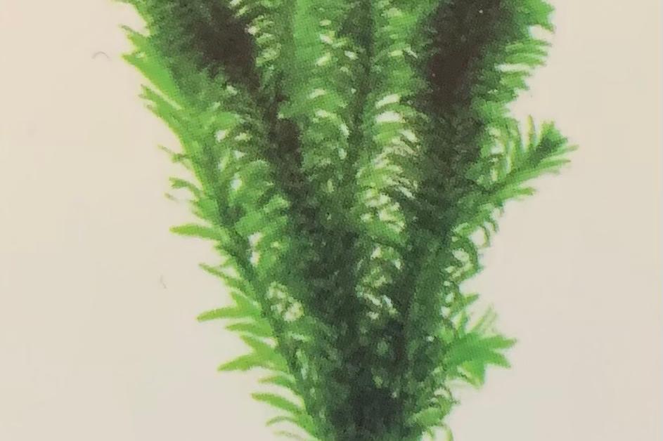 Anacharis / Elodea sp 80