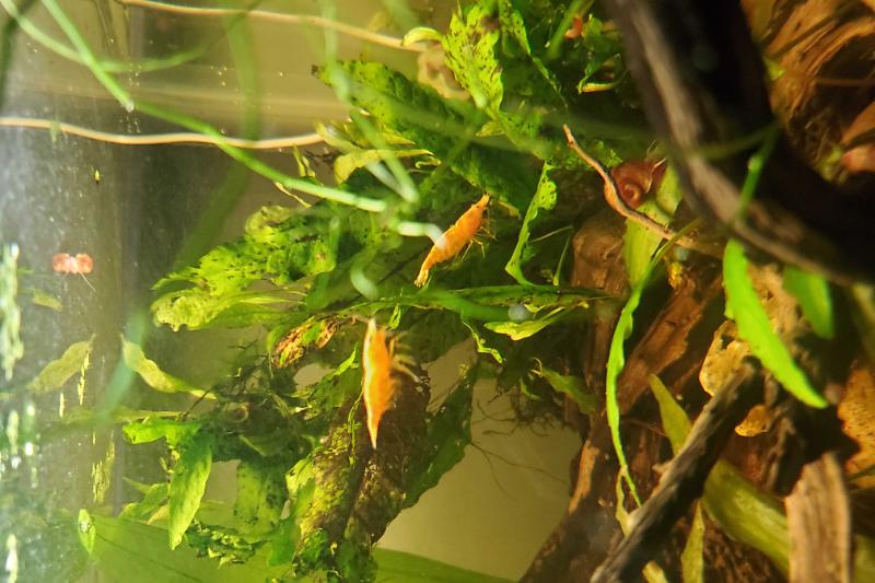 shrimp tank Thumbnail