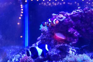 clownfish