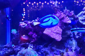 blue hippo tang Thumbnail