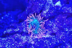 rainbow bubble tip anemone Thumbnail