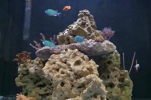 ChrisAquariums Reef Thumbnail