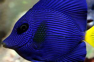 Purple Tang Thumbnail