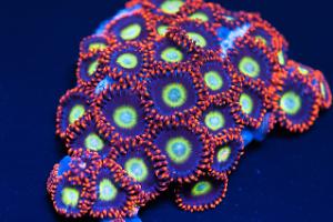 Circus Zoanthids Thumbnail