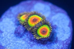 Rasta Zoanthids Thumbnail