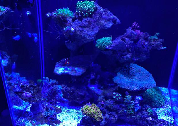 60gal Cube  on Dec 3, 2020