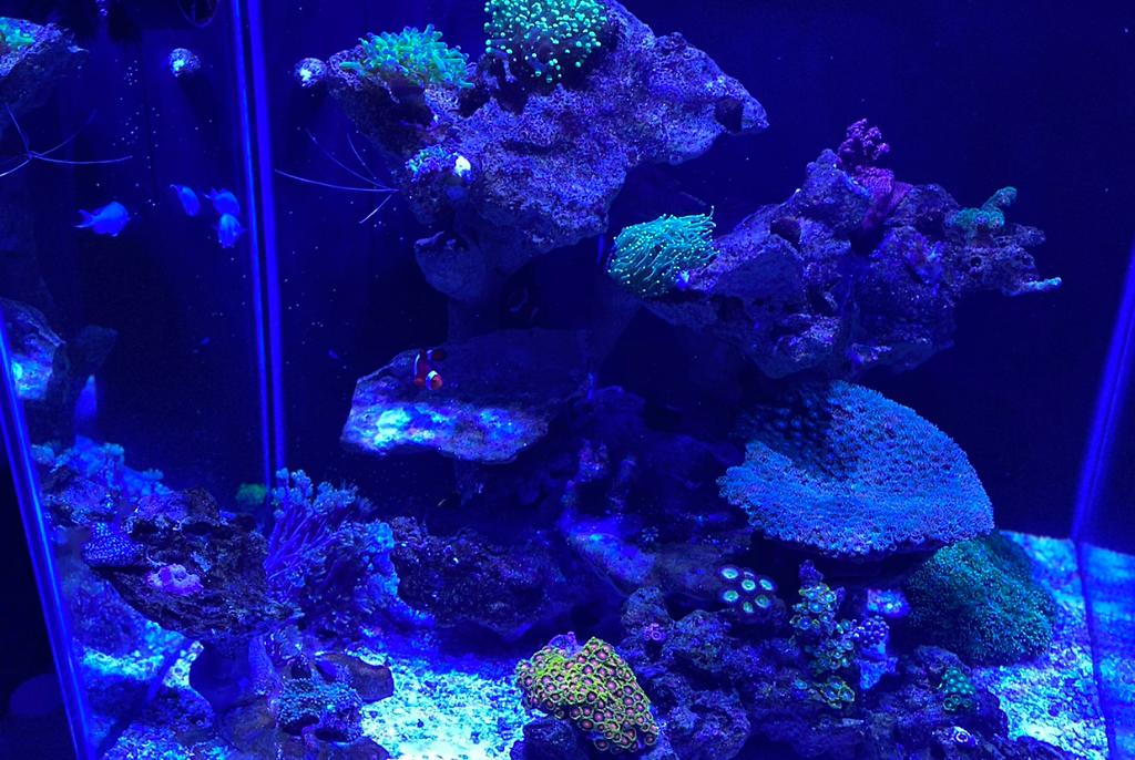 60gal Cube  on Dec 3, 2020