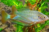 Australian Rainbowfish Thumbnail