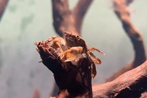 Pom pom crab Thumbnail