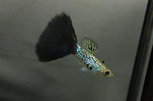 Black Snakeskin guppy male Thumbnail