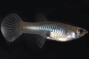 Female guppy Thumbnail