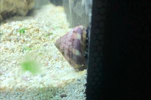 Banded Trochus Snail Thumbnail