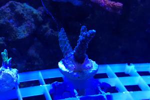 Evergreen Staghorn Acropora Thumbnail