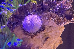 Purple tip Urchin Thumbnail