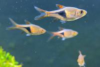 Harlequin Rasbora Thumbnail