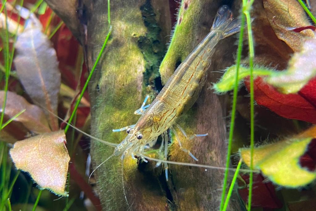 Japonica Amano Shrimp