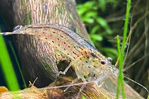 Nature Aquarium on Dec 5, 2020