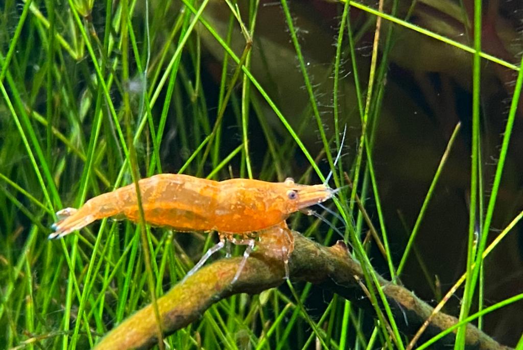 Red Cherry Shrimp