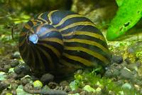 Zebra Nerite Thumbnail