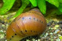 Tiger Nerite Snail Thumbnail