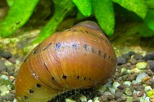 Tiger Nerite Snail