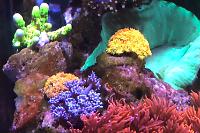 Saltwater Aquarium - Mixed Reef Tank on Dec 6, 2020