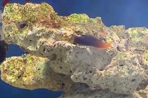 Bicolor blenny Thumbnail