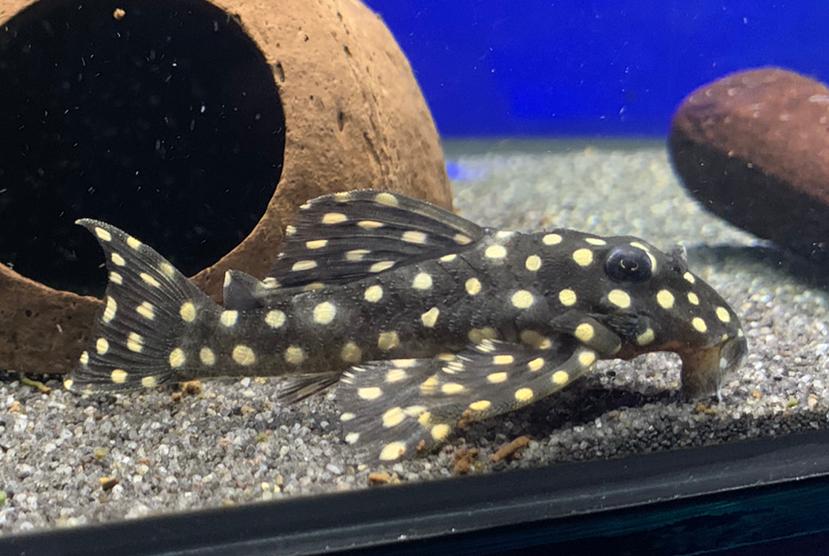 Dwarf spotted pleco