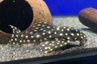 Dwarf Spotted Pleco Thumbnail