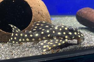 Dwarf spotted pleco