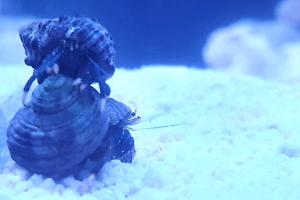 Hermit crabs Thumbnail