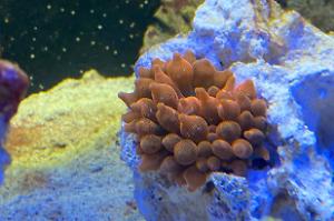 Red Bubble Tip Anemone Thumbnail